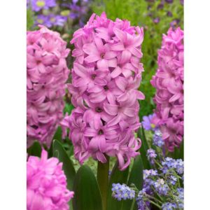 ZAMBILE - FONDANT (marime 19+) 200 buc