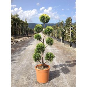 leylandi pon pon 160 180 cm