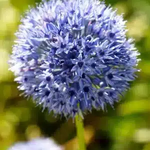 Allium Azureum 3 buc