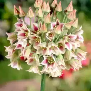 Allium Bulgaricum 3 buc