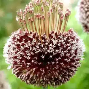 Allium Forelock 3 buc