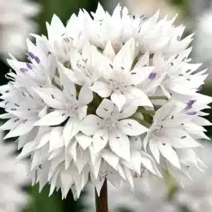 Allium Graceful Beauty 3 buc