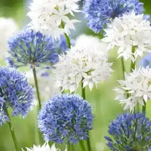 Allium Ice And Sky Collection 3 buc