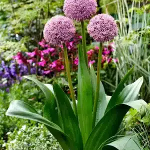 Allium Lucky Balloons 3 buc