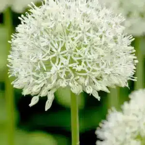 Allium Mount Everest