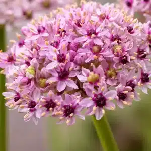Allium Red Eye 3 buc