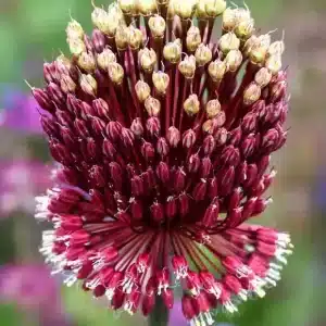 Allium Red Mohican 3 buc