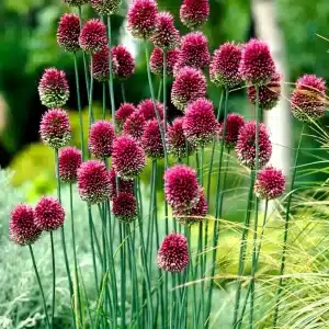 Allium Sphaerocephalon Drumsticks 3 buc