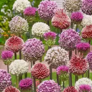 Allium 20 de buc Tropical Tides Collection 2025