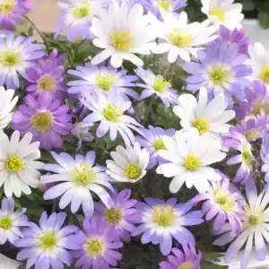 Anemone Blanda Mix 50 buc