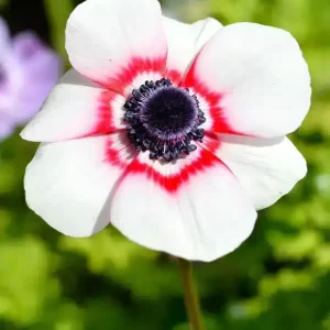 Anemone De Caen Bicolor 10 buc