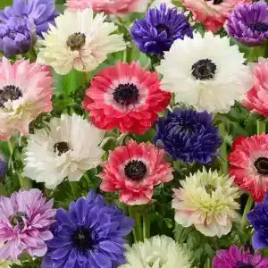 Anemone Fullstar Mix 50 buc