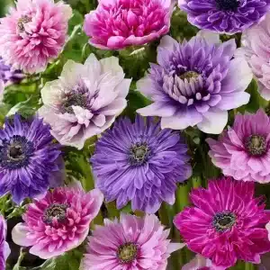 Anemone Fullstar Pastel Mix 50 buc