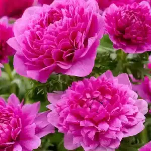 Anemone Fullstar Pink 10 Buc