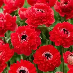 Anemone Fullstar Red 10 buc