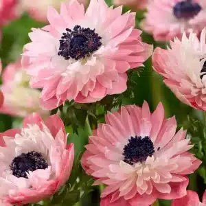 Anemone Fullstar Strawberry 10 buc