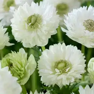 Anemone Fullstar Strawberry 10 buc