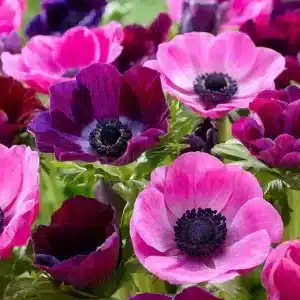 Anemone Pink Dusk Collection 50 buc