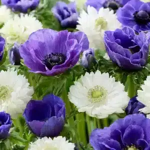 Anemone White Blues Collection 50 buc