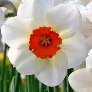 Daffodil Barret Browning 3 buc