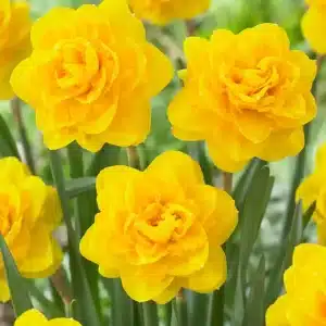 Daffodil Biffo 3 buc