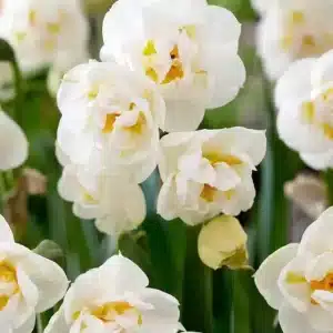 Daffodil Bridal Crown 3 buc