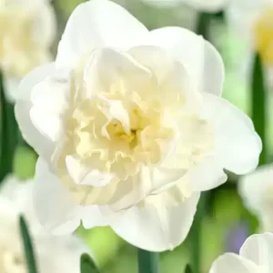 Daffodil Easter Born 3 buc