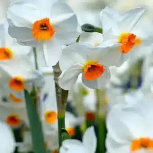 Daffodil Geranium 3 buc