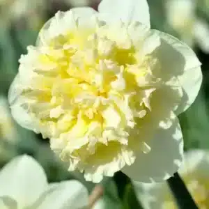 Daffodil Ice King 3 buc