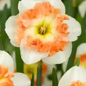 Daffodil Mallee 3 buc