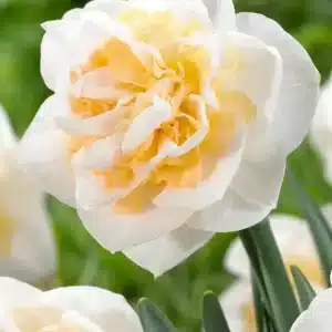 Daffodil Peach Prince 3 buc