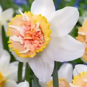 Daffodil Petit Four 3 buc