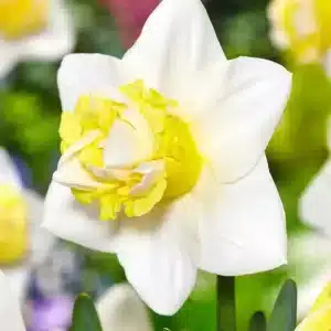Daffodil Popeye