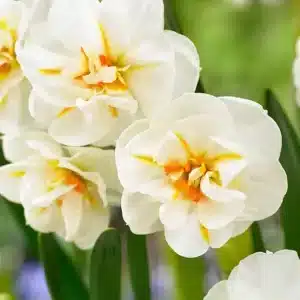 Daffodil Sir Winston Churchill