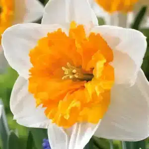 Daffodil Virginia Sunrise 3 buc