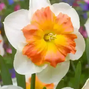 Daffodil Zinzi 3 buc