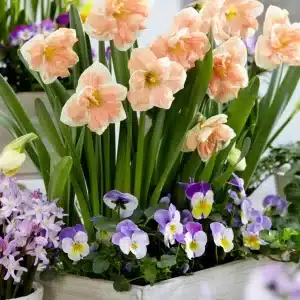 Daffodil Apricot Whirl 3 buc