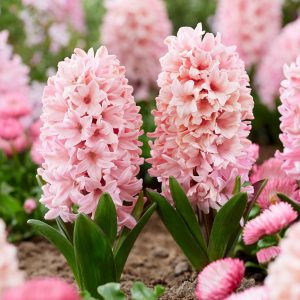 Apricot passion 500 buc