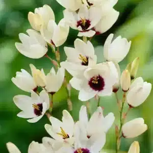 Ixia Marquette