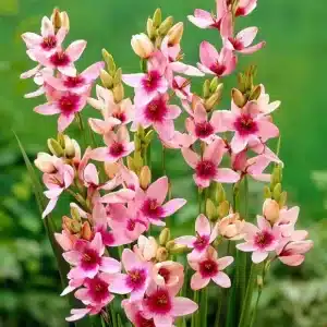 Ixia Purple 3 buc