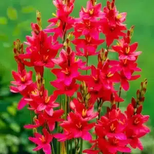 Ixia Red 3 buc