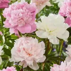 Peony Bridal Bouquet Collection 3 buc