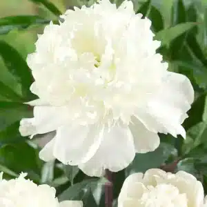 Peony Bridal Shower 1 buc