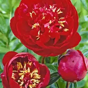 Peony Buckeye Belle 1 buc