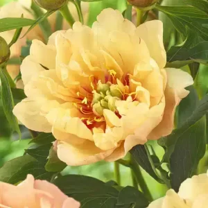 Peony Canary Brilliants 1 buc