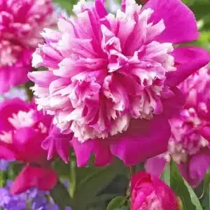 Peony Celebrity 1 buc