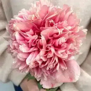 Peony Command Performance 1 buc