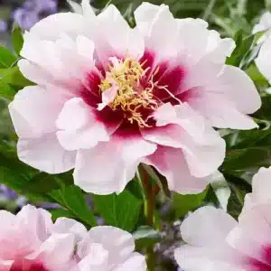 Peony Cora Louise 1 buc