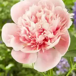 Peony Etched Salmon 1 buc