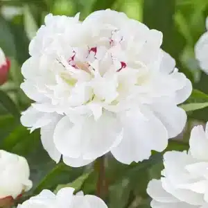 Peony Festiva Maxima 1 buc